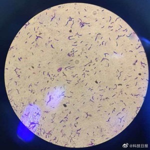 我国新一代载人飞船实验船搭载样本总数达988件