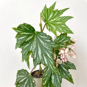 电视剧乌头宰相剧情简介