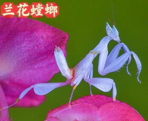 螳螂分集剧情详细介绍第5集