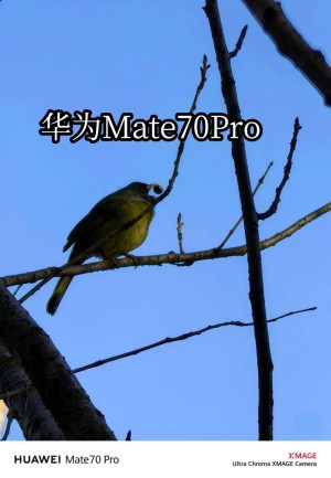Mate 70曾首发！曝华为红枫影像升级版已在测试中
