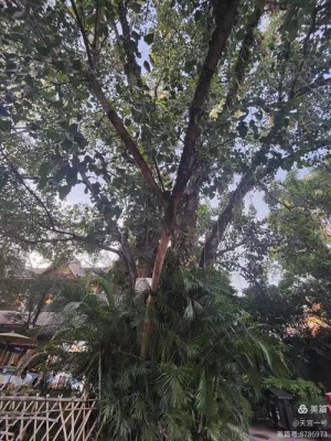 电视剧勐泐傣王剧情简介