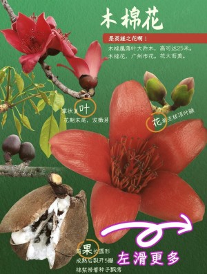 木棉花的春天分集详细介绍21-30集