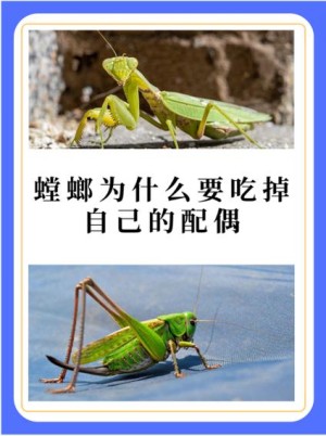 螳螂分集剧情详细介绍第17集