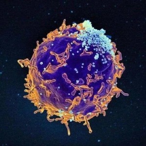 肺部巨噬细胞能否成为对立新冠病毒的兵器