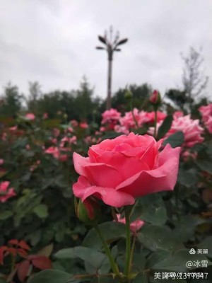 电视剧雨中的玫瑰剧情简介