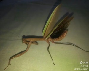 螳螂分集剧情详细介绍第29集